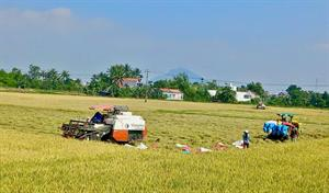 Phú Yên thất thu vụ lúa Đông Xuân