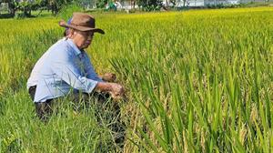 Lúa lép ở Bắc Trung bộ: Nguyên nhân và góc nhìn khoa học