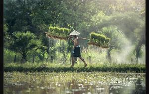 Quảng Trị đưa giống lúa mới năng suất cao, chú trọng dinh dưỡng ứng phó El Niño 2026 2027