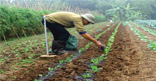 Cách cải tạo đất bạc màu đơn giản, hiệu quả