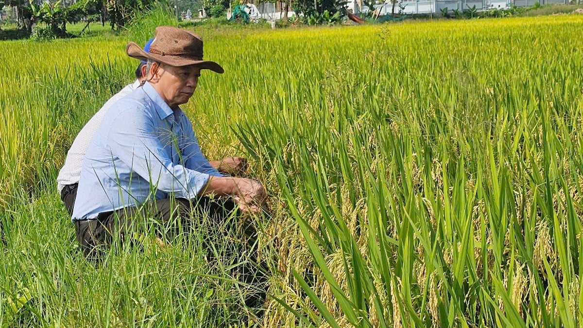 Lúa lép ở Bắc Trung bộ: Nguyên nhân và góc nhìn khoa học