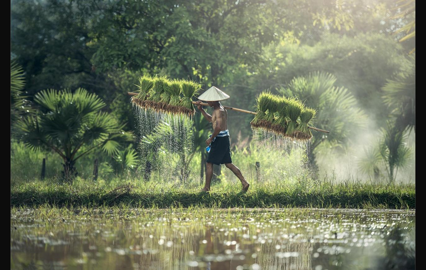 Quảng Trị đưa giống lúa mới năng suất cao, chú trọng dinh dưỡng ứng phó El Niño 2026 2027